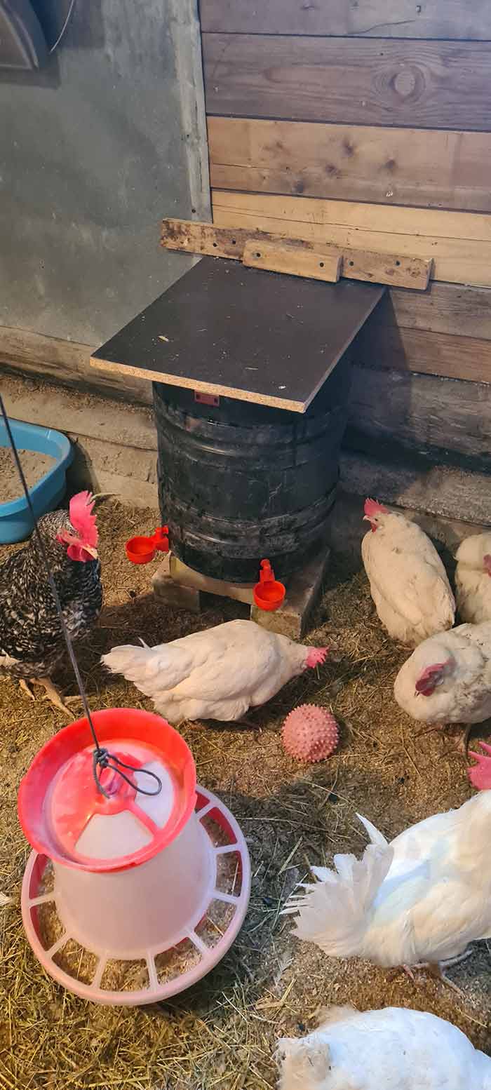 ChickenBowl, itató tyúkok és más baromfik számára (6 db) - Image 10