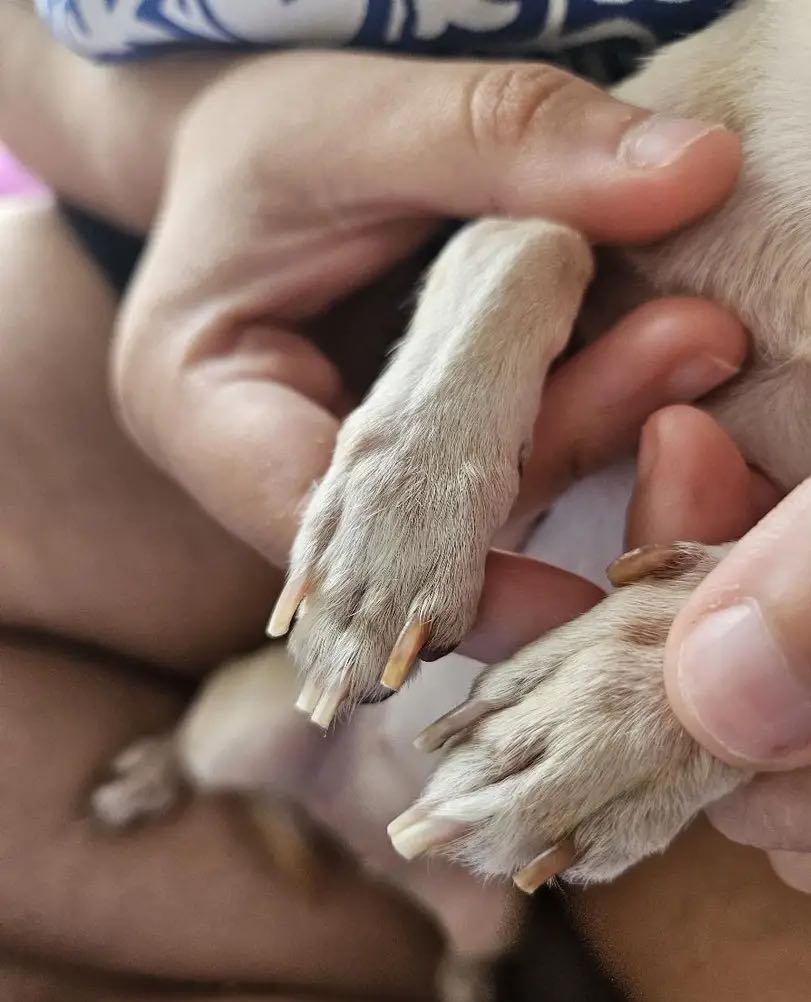 PawGloTrim, LED fényes körömvágó fogó - Image 10