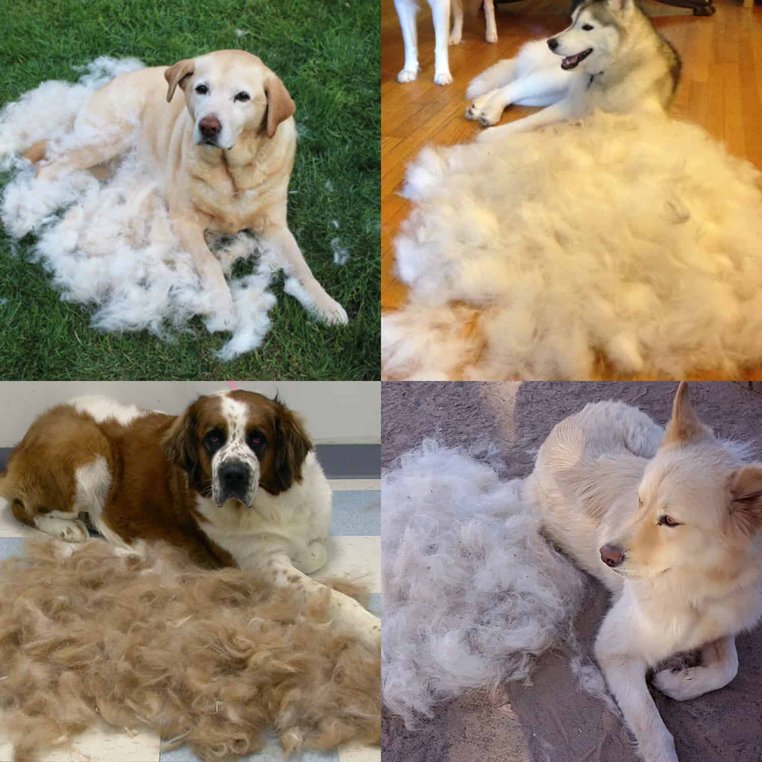 PetTangler, kétoldalú kefe a szőr és az aljszőrzet eltávolítására - Image 7