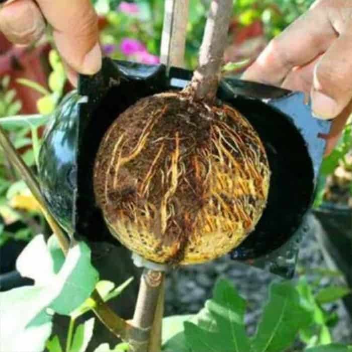 RootBall, a növények sikeres klónozásának eszköze (2 db) - Image 6