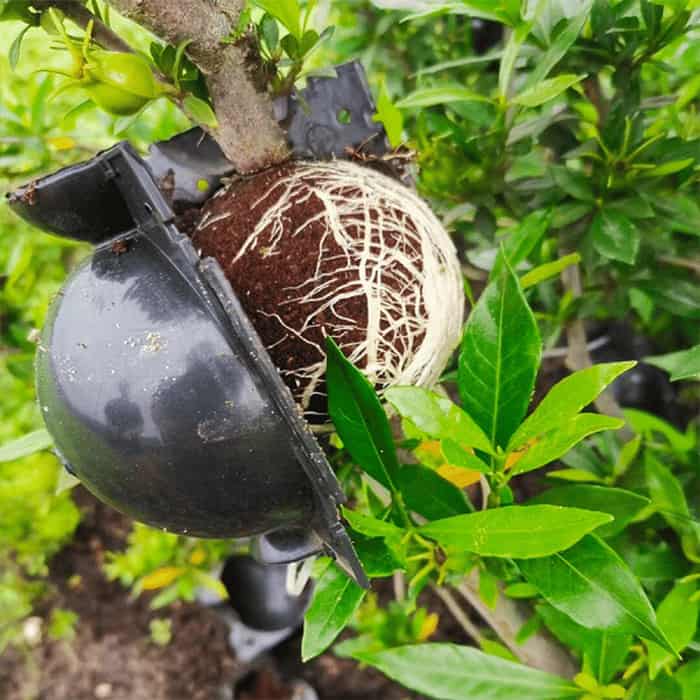 RootBall, a növények sikeres klónozásának eszköze (2 db) - Image 7