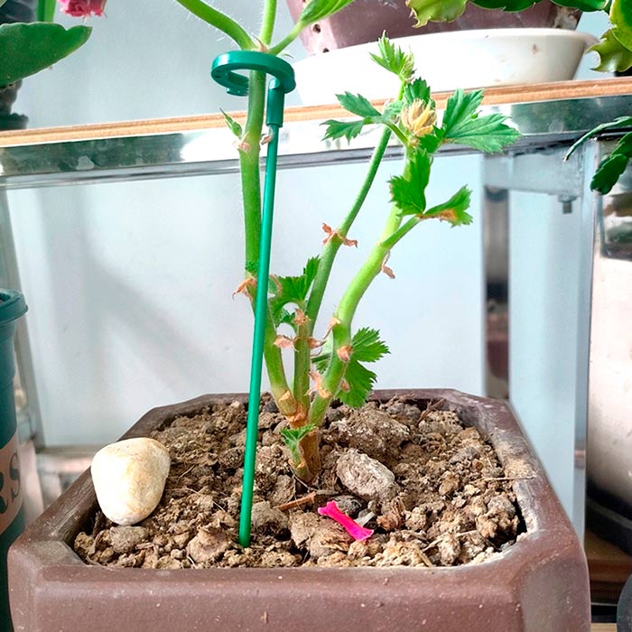 SupportPlant, növénytámogatás (10+10 INGYEN) - Image 2