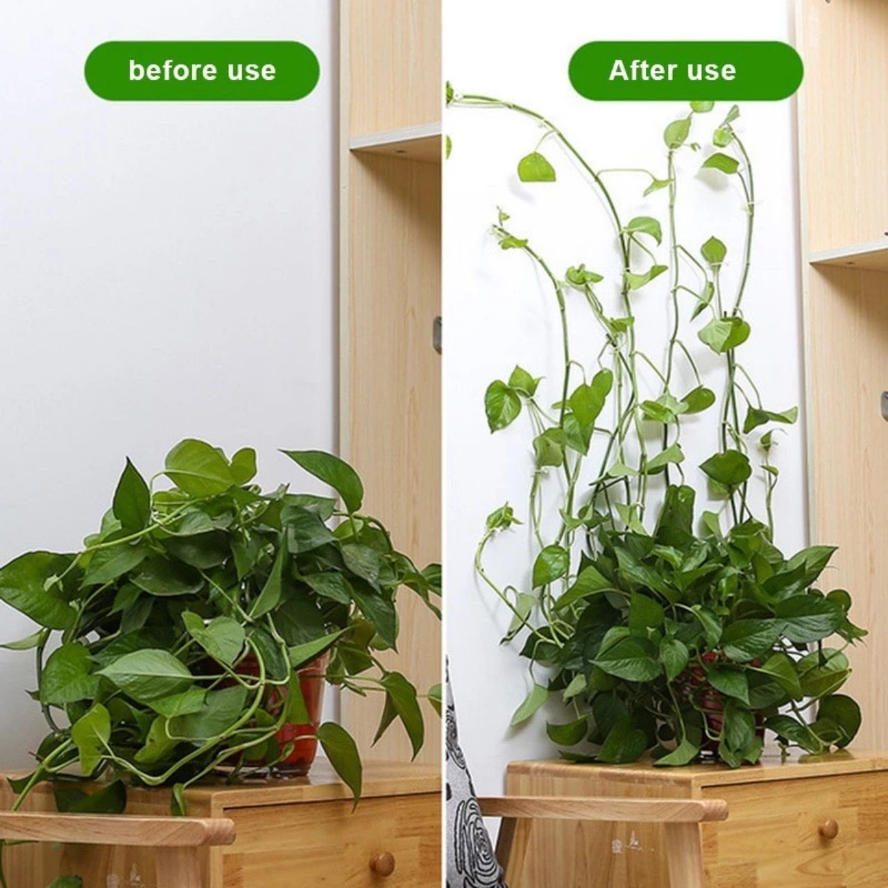 Vines, öntapadós növénytartók és mászók (100 darab) - Image 5