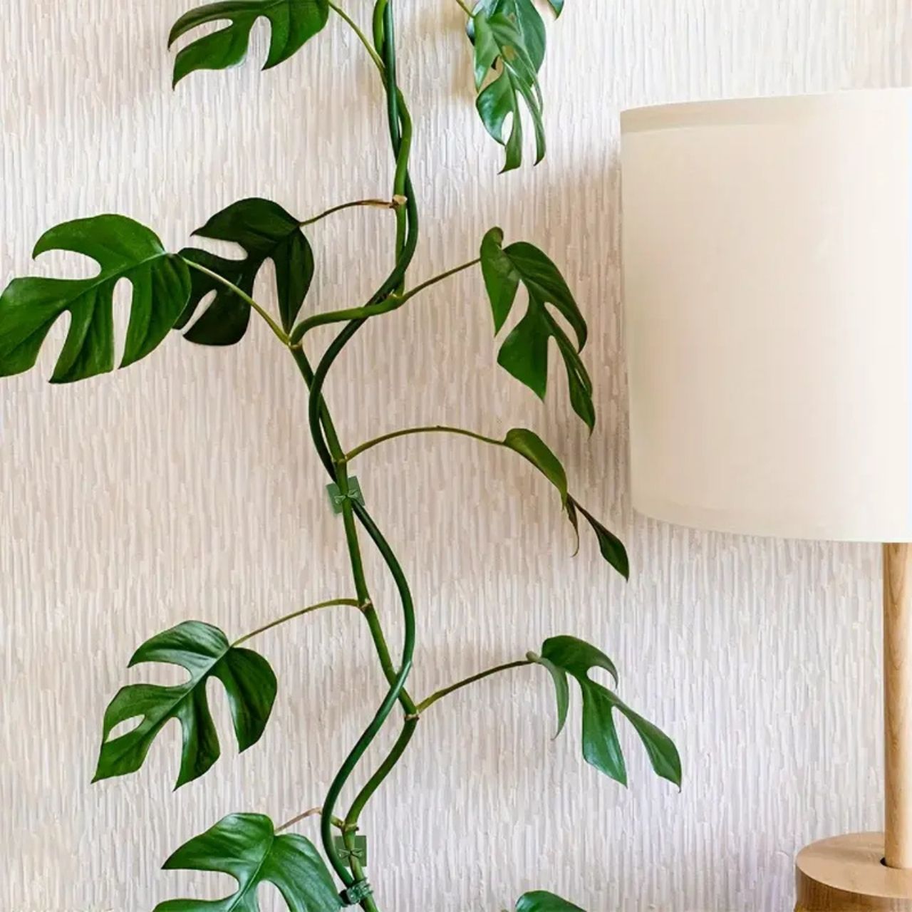 Vines, öntapadós növénytartók és mászók (100 darab) - Image 8
